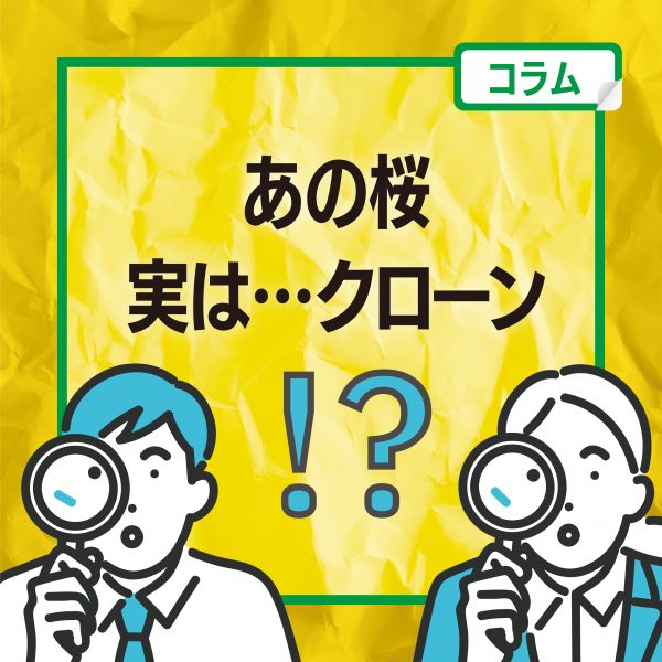 【コラム】花つ月に思う、あの花。